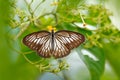 Beautiful butterfly, insect in the nature habitat, green leaves, Indonesia, Asia. Wildlife from Asia Royalty Free Stock Photo