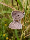 Beautiful butterfly insects on grass in Indian wild life nature