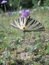 Beautiful butterfly `Iphiclides podalirius L.`