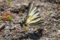 Beautiful butterfly (Iphiclides Podalirius) sits on the wet sand and drinks water.