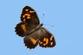 Beautiful butterfly isolared on blue background.