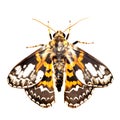 Beautiful butterfly isolated.Acherontia atropos.black and white butterfly.Moth. AI Generated