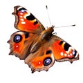 Beautiful butterfly isolated.Aglais io, formerly Inachis io.red butterfly.Moth. AI Generated