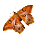 Beautiful butterfly isolated.Antheraea pernyi.brown butterfly.Moth. AI Generated