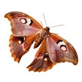 Beautiful butterfly isolated.Antheraea pernyi.brown butterfly.Moth. AI Generated