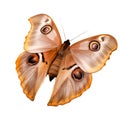 Beautiful butterfly isolated.Antheraea pernyi.brown butterfly.Moth. AI Generated