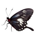 Beautiful butterfly isolated.Atrophaneura jophon.Moth.black butterfly. AI Generated