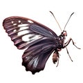 Beautiful butterfly isolated.Atrophaneura jophon.Moth.black butterfly. AI Generated