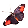 Beautiful butterfly isolated.Atrophaneura jophon.Moth.red butterfly. AI Generated