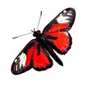Beautiful butterfly isolated.Atrophaneura pandiyana.Moth.red black butterfly. AI generation