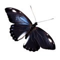 Beautiful butterfly isolated.Atrophaneura pandiyana.Moth.red black butterfly. AI generation