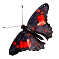 Beautiful butterfly isolated.Atrophaneura pandiyana.Moth.red black butterfly. AI generation