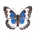 Beautiful butterfly isolated.Limenitis populi.white-blue butterfly.Moth. AI Generated