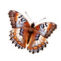 Beautiful butterfly isolated.Nymphalis antiopa.Brown butterfly.Moth. AI Generated