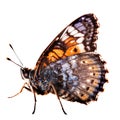 Beautiful butterfly isolated.Nymphalis antiopa.Brown butterfly.Moth. AI Generated