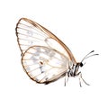 Beautiful butterfly isolated.Sasakia charonda diurnal.glass butterfly.Moth. AI Generated