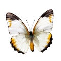 Beautiful butterfly isolated.Sasakia charonda diurnal.glass butterfly.Moth. AI Generated