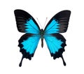 Blue butterfly isolated on white background Royalty Free Stock Photo