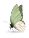 Beautiful butterfly isolated on a white background