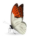 Beautiful butterfly isolated on a white background