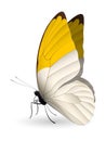 Beautiful butterfly isolated on a white background