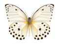 Beautiful butterfly isolated on a white background