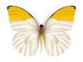 Beautiful butterfly isolated on a white background