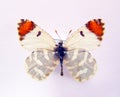 Beautiful butterfly isolated on white. Red white Microzegris pyrophoe macro close up, collection butterflies, pieridae