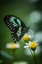 Beautiful Butterfly Landing on a Green Spring Flower