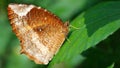 beautiful butterfly with wide orange wings on a leaf. Macro photo of this elegant and fragile insect in a tropical garden