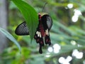 Beautiful butterfly on a leaf in Cambodia Royalty Free Stock Photo