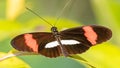 A beautiful butterfly on a leaf Royalty Free Stock Photo