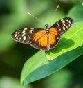 A beautiful butterfly on a leaf Royalty Free Stock Photo