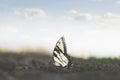 Beautiful butterfly leans delicately in the middle of nature