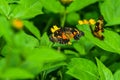 Beautiful butterfly on the leaves.