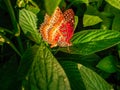 The beautiful butterfly on the leaves.