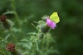 Beautiful butterfly lemon lime sits on a flower thistle in the forest