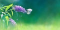 Beautiful butterfly and lilac purple summer flowers on a background of green foliage and grass in a fairy garden. Macro artistic b