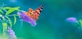 Beautiful butterfly and lilac summer flowers on a background of green blue  foliage in a fairy garden. Macro artistic image. Wonde Royalty Free Stock Photo