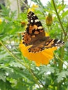 Beautiful butterfly lunch time or snack over a yellow flower in an urban garden Royalty Free Stock Photo