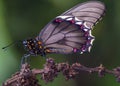 Beautiful butterfly Royalty Free Stock Photo