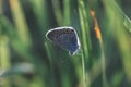 Beautiful butterfly, macro with brilliant blurred bokeh background farm summer field shows its Royalty Free Stock Photo