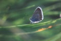 Beautiful butterfly, macro with brilliant blurred bokeh background farm summer field shows its Royalty Free Stock Photo