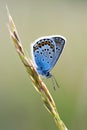 Beautiful butterfly macro Polyommatus icarus Royalty Free Stock Photo