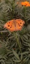 Beautiful butterfly on the marigold plant