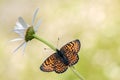 The beautiful butterfly Melitaea covered with dew sits on a summer morning on a daisy flower Royalty Free Stock Photo