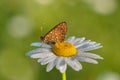 The   beautiful  butterfly Melitaea  sits on a summer morning on a daisy flower Royalty Free Stock Photo