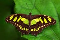 Beautiful butterfly Metamorpha stelenes in nature habitat, from Costa Rica. Butterfly in the green forest. Nice insect sitting on Royalty Free Stock Photo