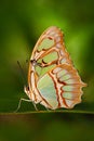 Beautiful butterfly Metamorpha stelenes in nature habitat. Metamorpha stelenes from Costa Rica. Butterfly in the green forest. Royalty Free Stock Photo