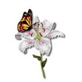 Beautiful butterfly monarch sitting on the white lily flower isolated on white background. Royalty Free Stock Photo